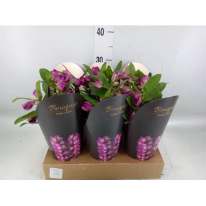 Dendrobium nob. 'Bouquet Prpl Rain'