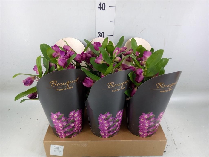 <h4>Dendrobium nob. 'Bouquet Prpl Rain'</h4>