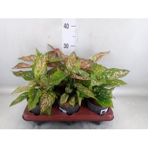 Aglaonema   ...