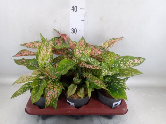 <h4>Aglaonema   ...</h4>