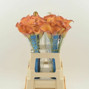 Calla Odeon