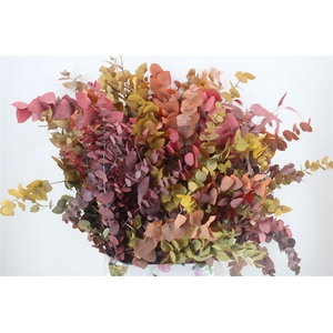 Pres Euca Stuartiana Autumn P Bunch
