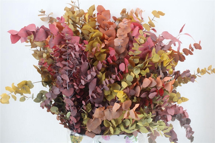 <h4>Pres Euca Stuartiana Autumn P Bunch</h4>