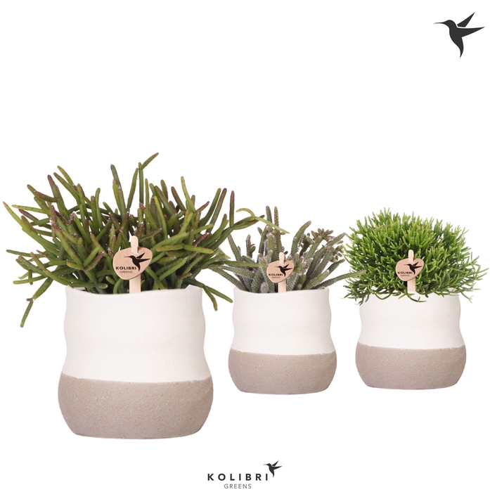 <h4>Kolibri Greens Rhipsalis mix in Imperfect bag pot</h4>