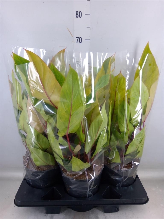 <h4>Philodendron   ...</h4>