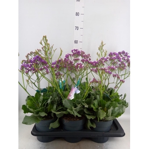 Limonium  'Salt Lake'