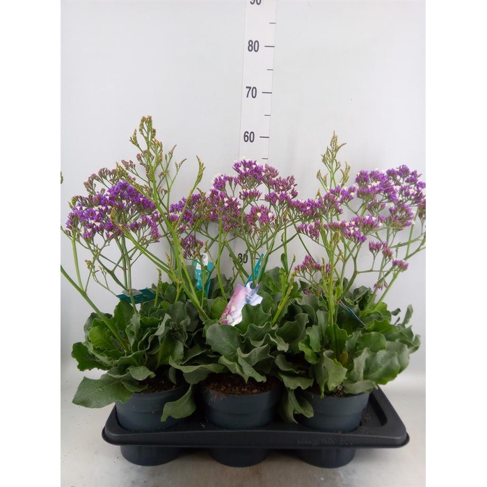 <h4>Limonium  'Salt Lake'</h4>