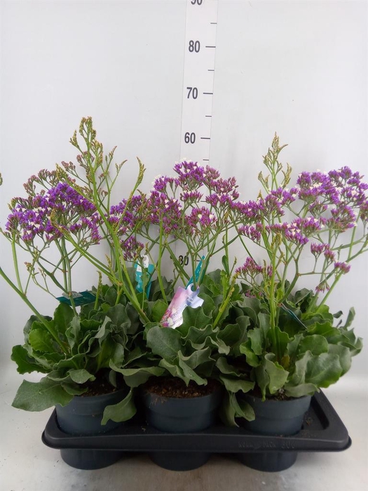 Limonium  'Salt Lake'