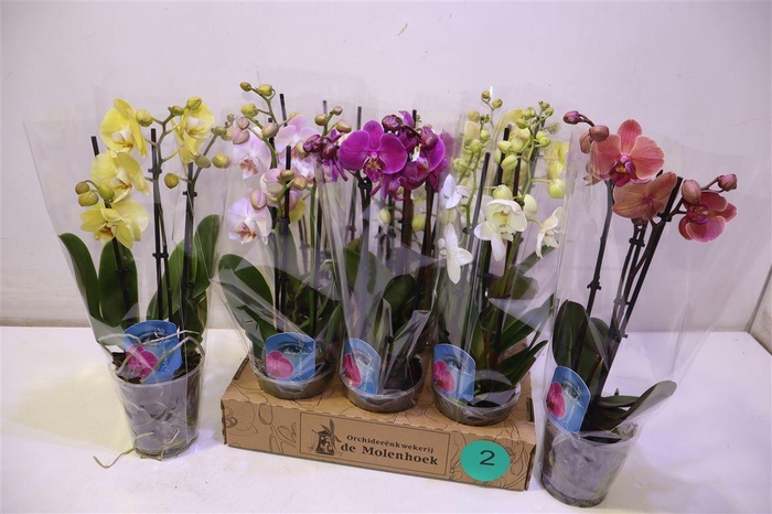 <h4>arr8 Phal Gem 4 Kl</h4>