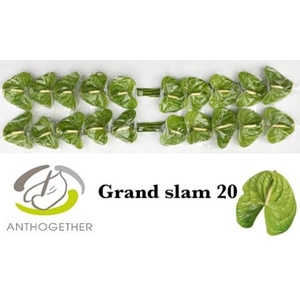 Anthurium Grand Slam