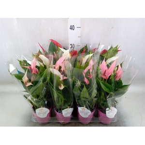 Anthurium   ...mix