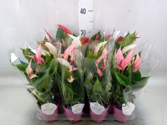 <h4>Anthurium   ...mix</h4>