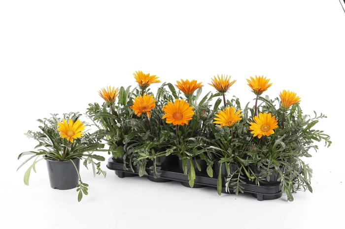 <h4>GAZ R DEEP ORANGE</h4>