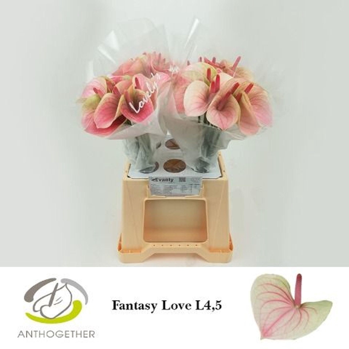 <h4>Anthurium andr. 'Fantasy Love'</h4>