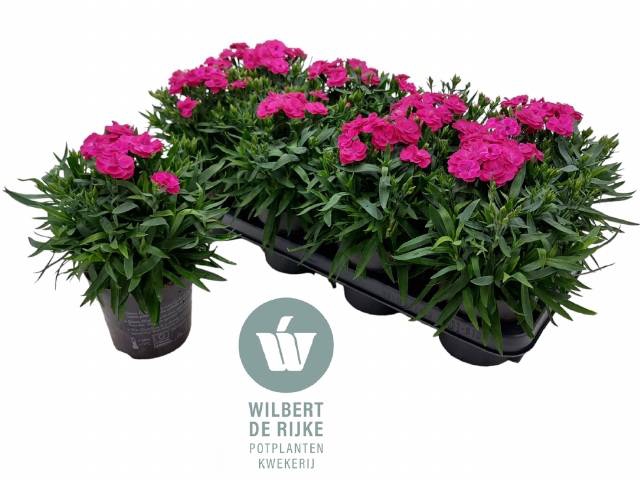 <h4>DIANTHUS PEMAN VIOLET P12</h4>