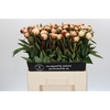Paeonia Florence Nicholls