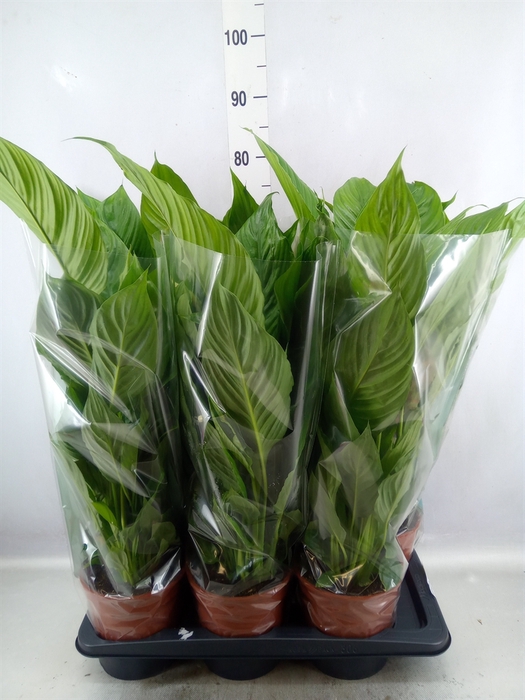 <h4>Spathiphyllum  'Vivaldi'</h4>