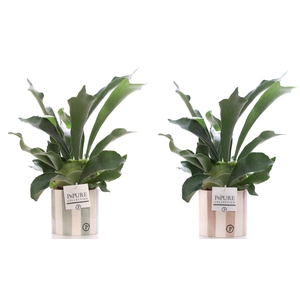 Platycerium Bif. in P&PURE Eline 2 ceramics ass.2