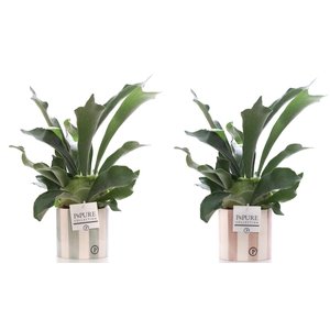 Platycerium Bif. in P&PURE Eline 2 ceramics ass.2