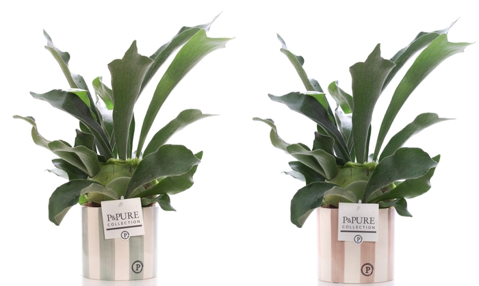 <h4>Platycerium Bif. in P&PURE Eline ceramics ass.2</h4>