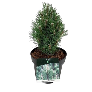 Pinus mugo 'Columnaris'