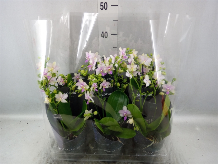 <h4>Phalaenopsis multi.   ...</h4>