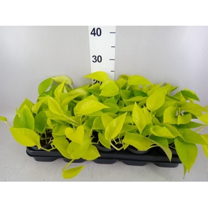 Epipremnum pinn. 'Golden Pothos'