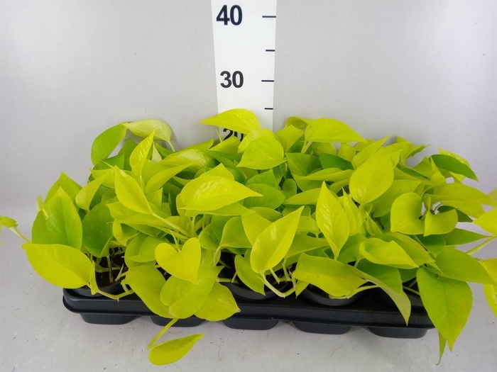 <h4>Epipremnum pinn. 'Golden Pothos'</h4>
