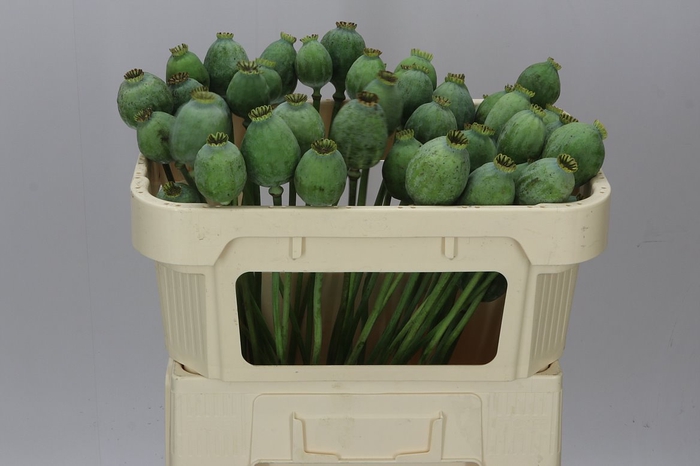 <h4>Papaver Seedheads Medium</h4>