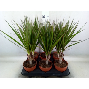 Dracaena marg.