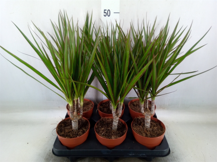 <h4>Dracaena marg.</h4>
