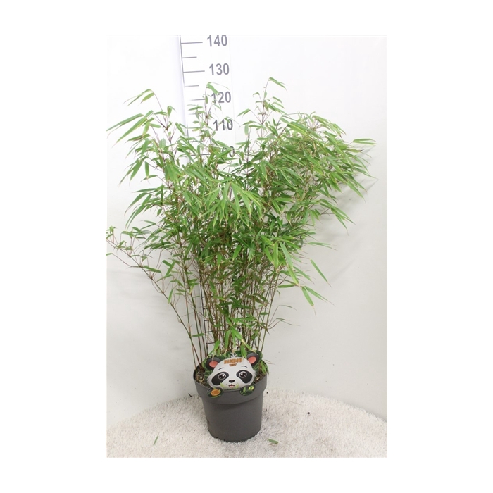<h4>Fargesia rufa P29</h4>