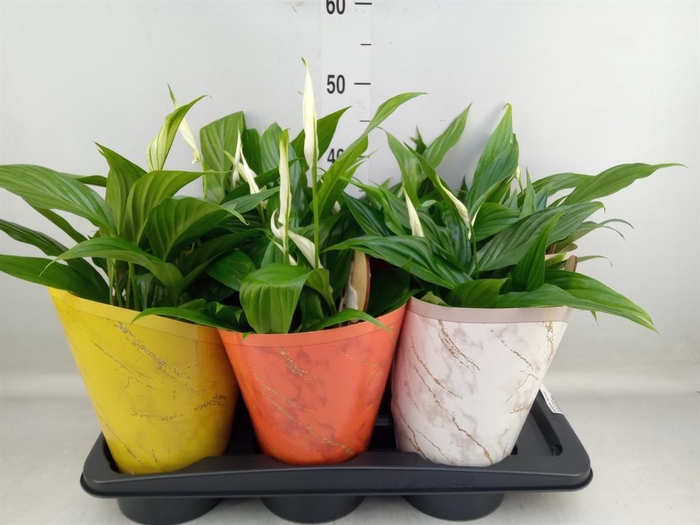 <h4>Spathiphyllum  'Pearl Cupido'</h4>