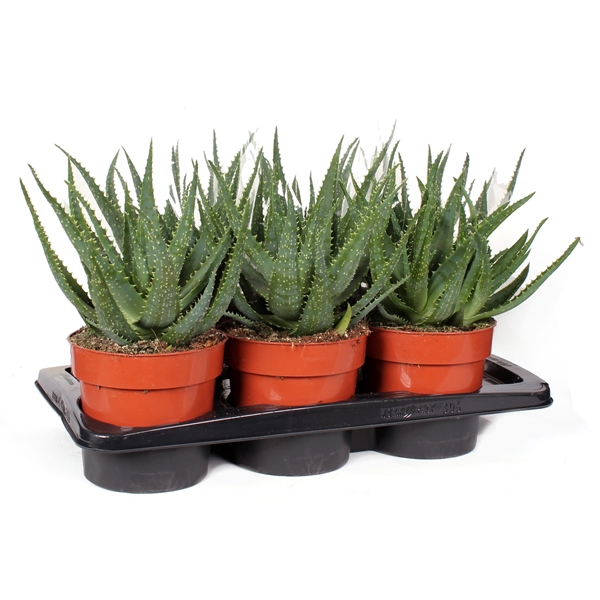 <h4>Aloe arborescens 17 cm</h4>