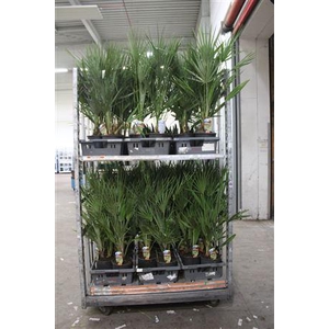 Cham Humilis P19