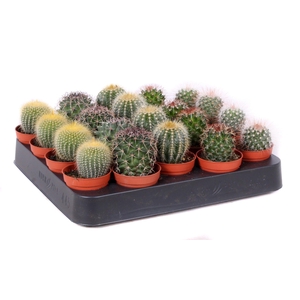 Cactus bollen mix 5,5 cm