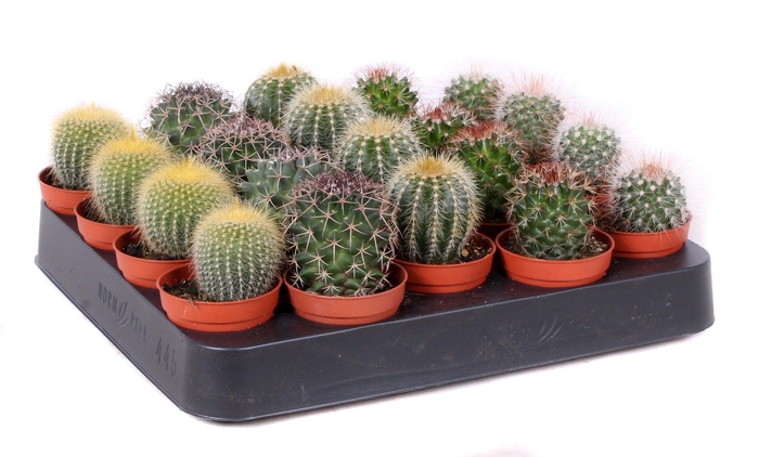 <h4>Cactus bollen mix 5,5 cm</h4>