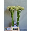 Allium Mount Everest