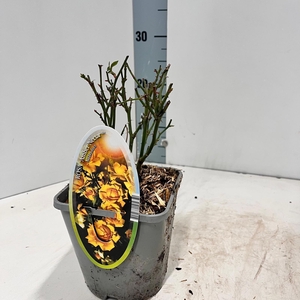 Rosa (PA) 'Amber Nectar' ®