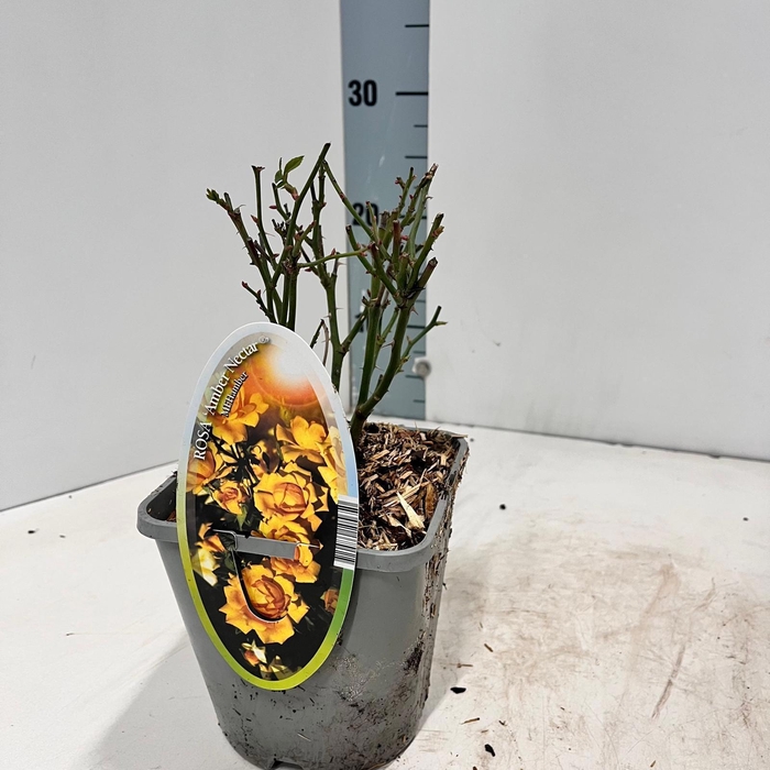 <h4>Rosa (PA) 'Amber Nectar' ®</h4>