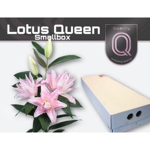 LI OR DU LOT QUEEN FLORISTBOX 4+