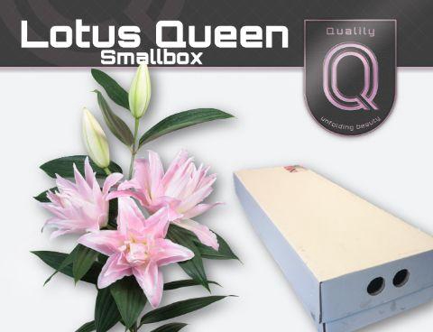 <h4>LI OR DU LOT QUEEN FLORISTBOX 4+</h4>
