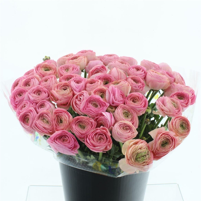 <h4>Ran Su Sr Tropico Salmon Super Giga</h4>