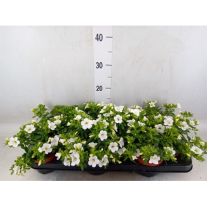 Calibrachoa  'Minifam White'