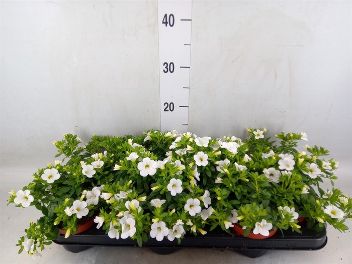 <h4>Calibrachoa  'Minifam White'</h4>
