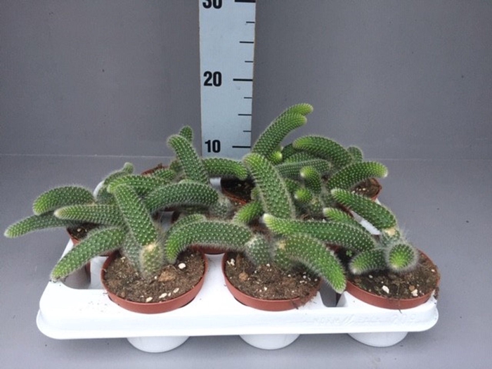 <h4>Cactus</h4>