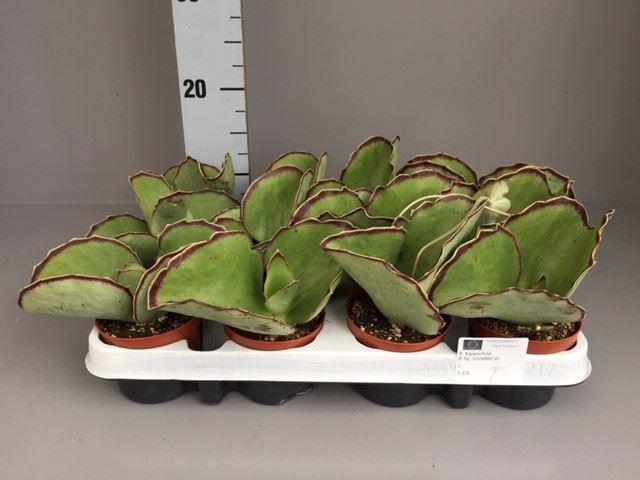 <h4>Kalanchoe   ...</h4>