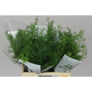 Asparagus Cwebe