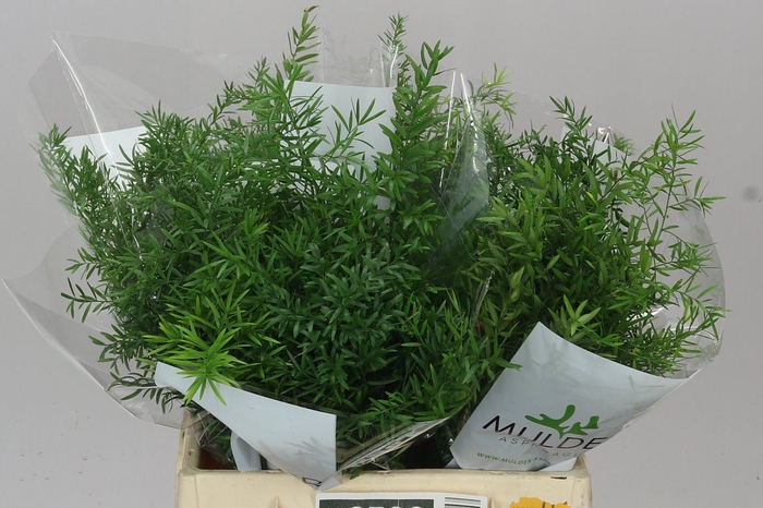 <h4>Asparagus Cwebe</h4>