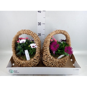 Arr.   Tuinplanten L%